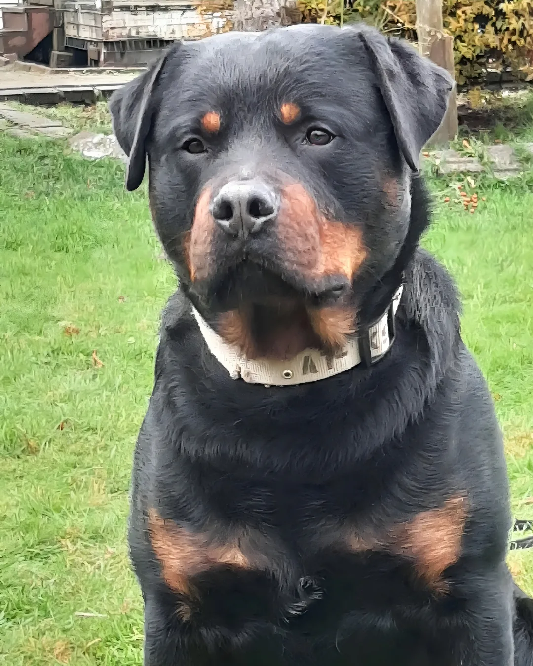 Estor von Oderhellen, the Rottweiler the Argos Kennels program is built on