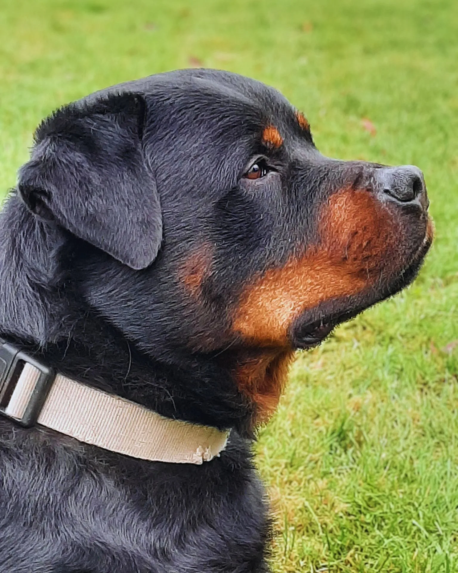 Estor, the sire of the upcoming Rottweiler litter