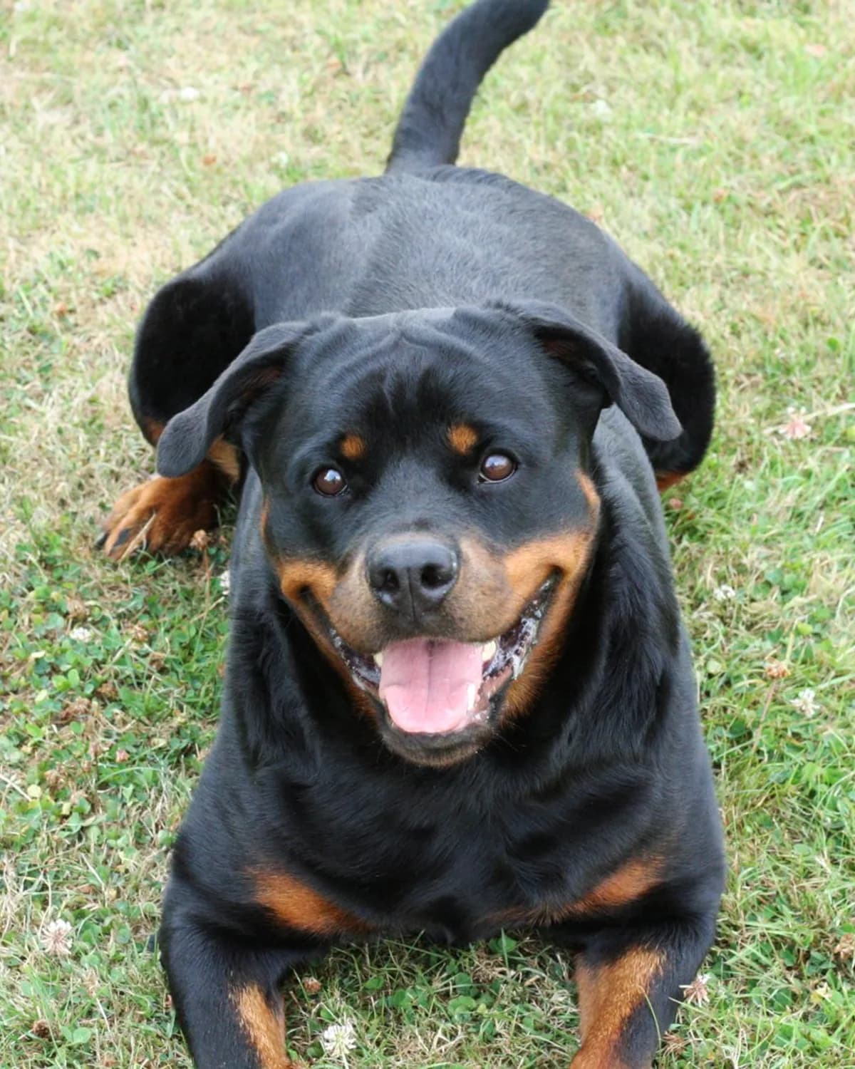 Ida, the dam of the upcoming Rottweiler litter