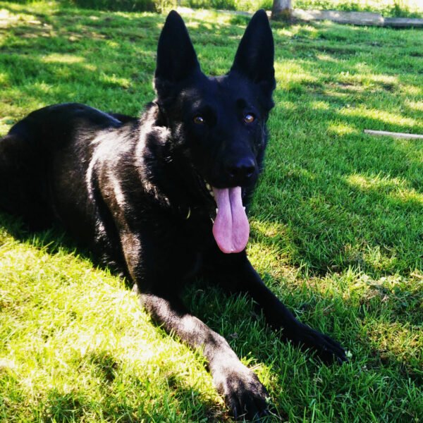 ZEUS