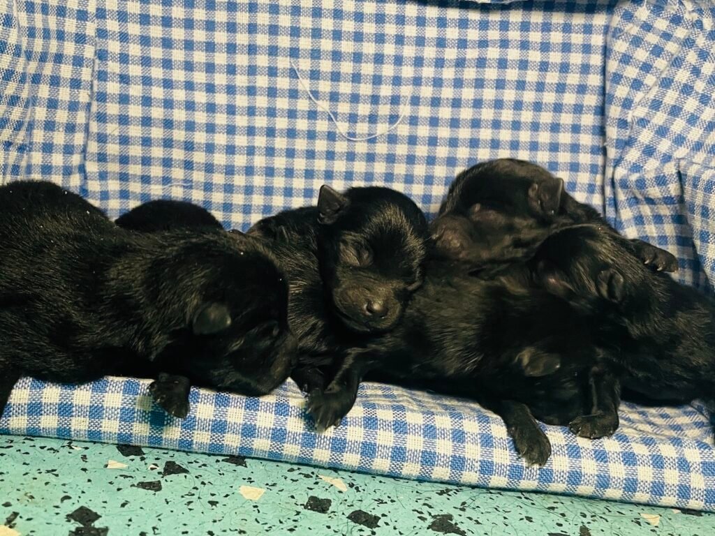 Puppies 3