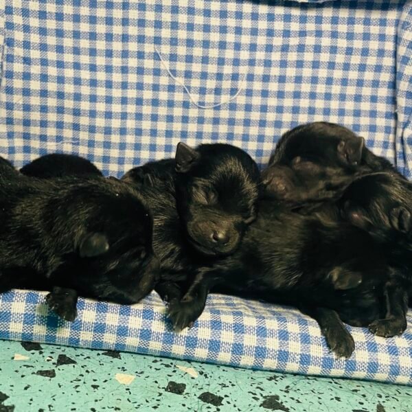 Puppies 3