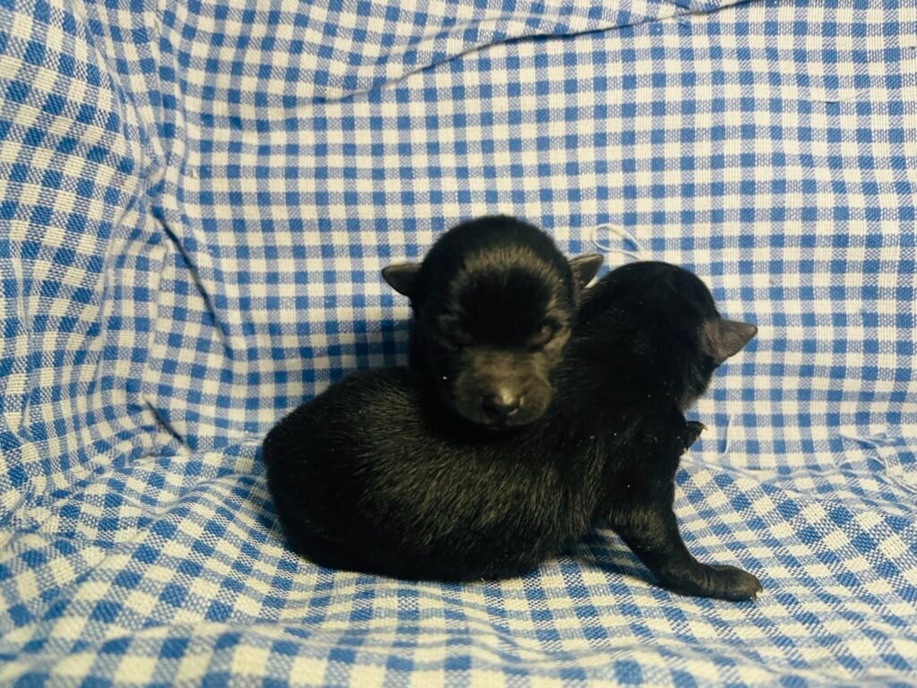 Puppies 2