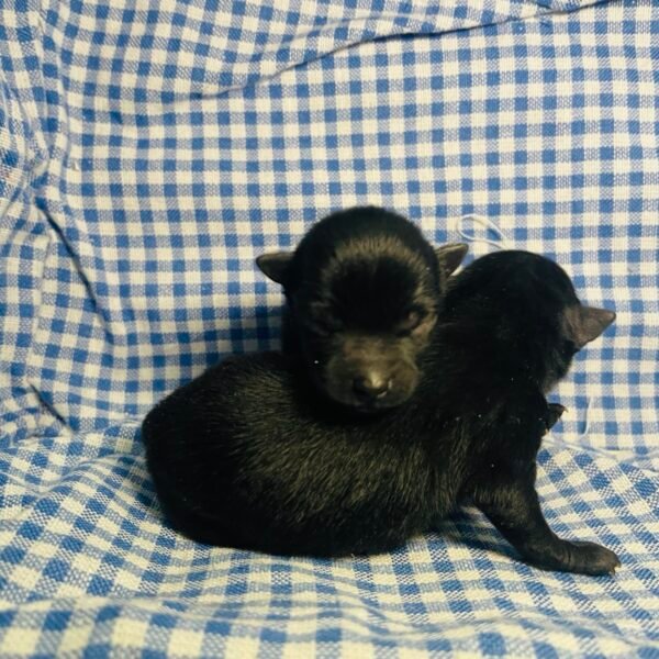 Puppies 2