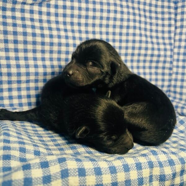 Puppies 1
